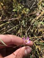 Plancia ëd Clarkia franciscana H. Lewis & Raven