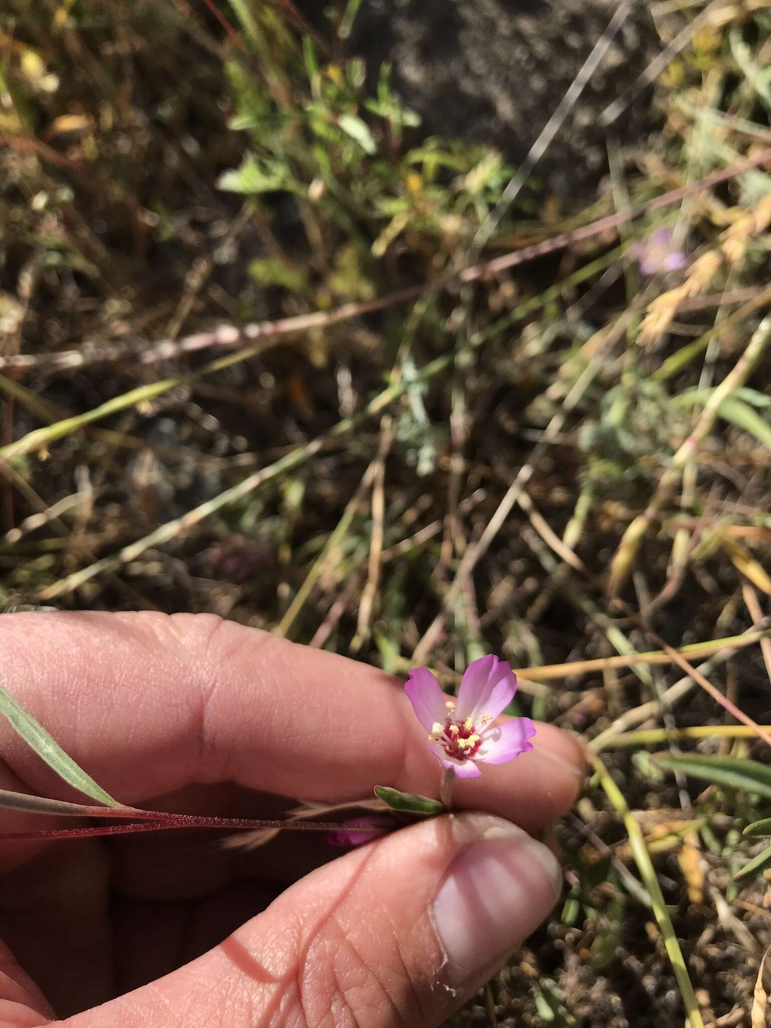 Plancia ëd Clarkia franciscana H. Lewis & Raven