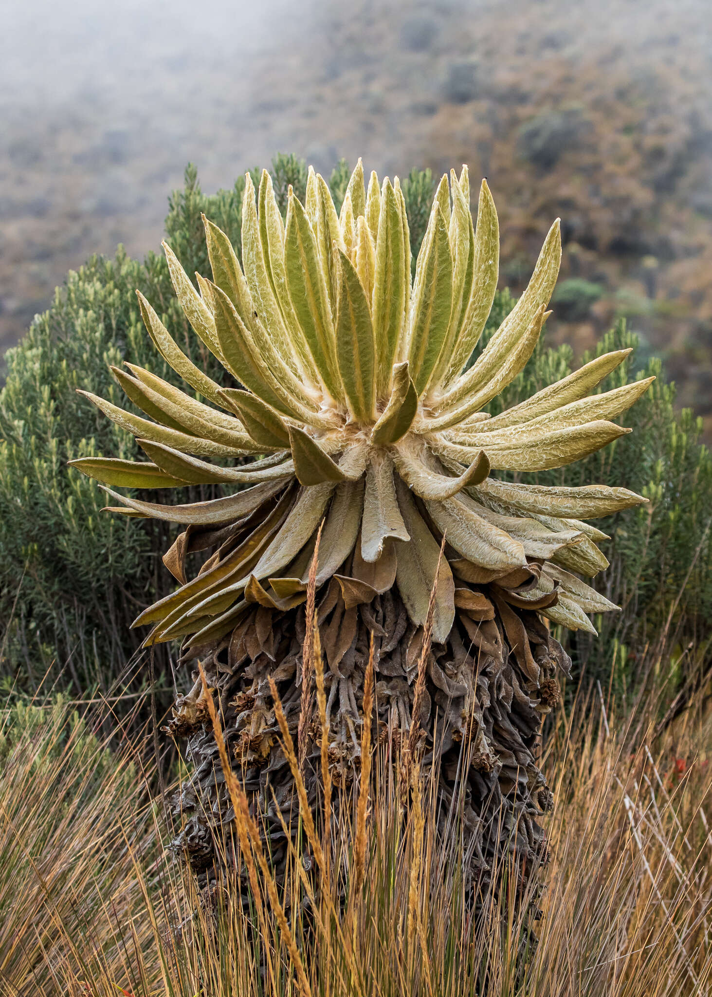 Image of Espeletia hartwegiana Cuatrec. ex Herzog