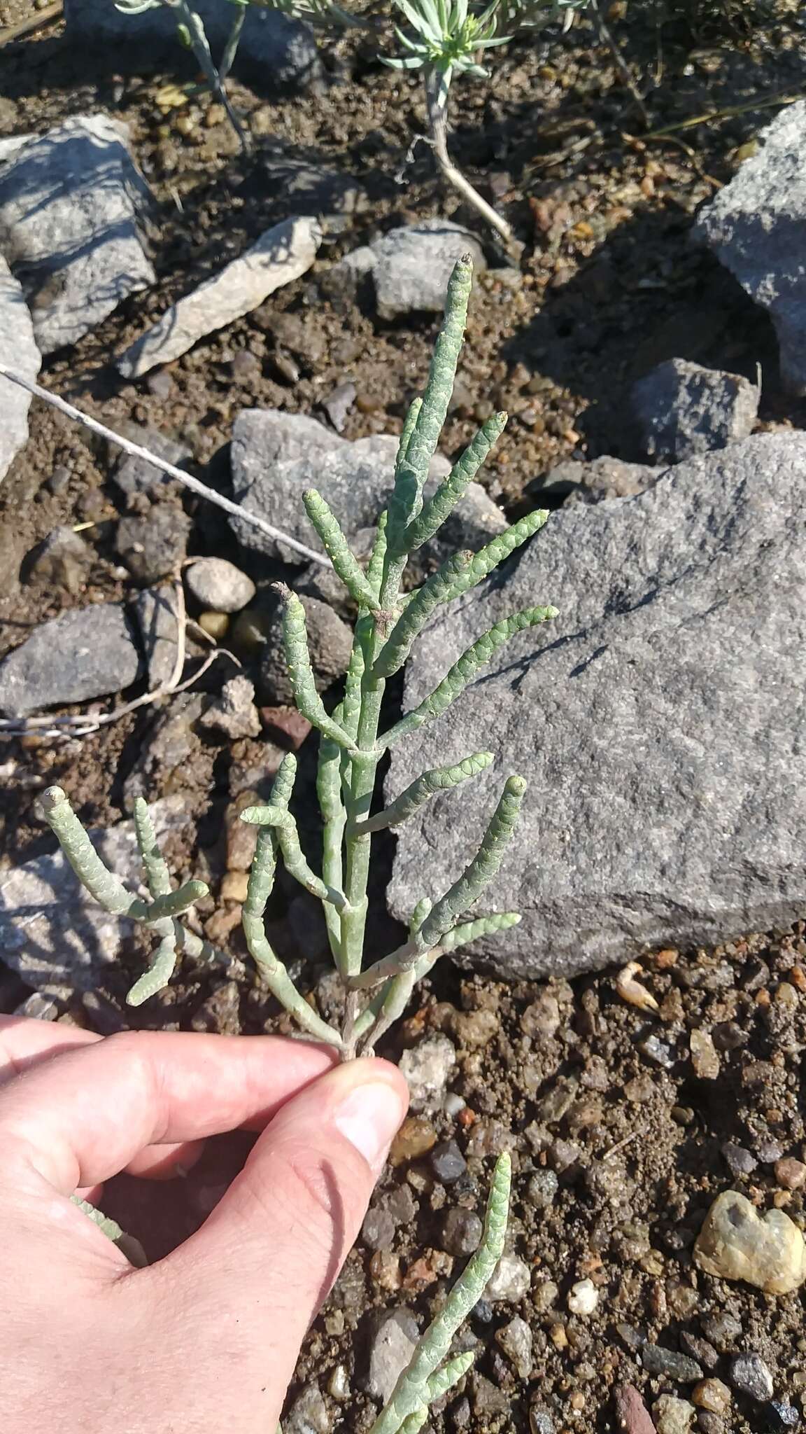 Image of Perennial Glasswort