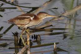 Image of Least Bittern