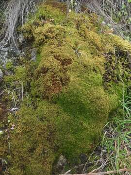 Image of Bearded Screwmoss