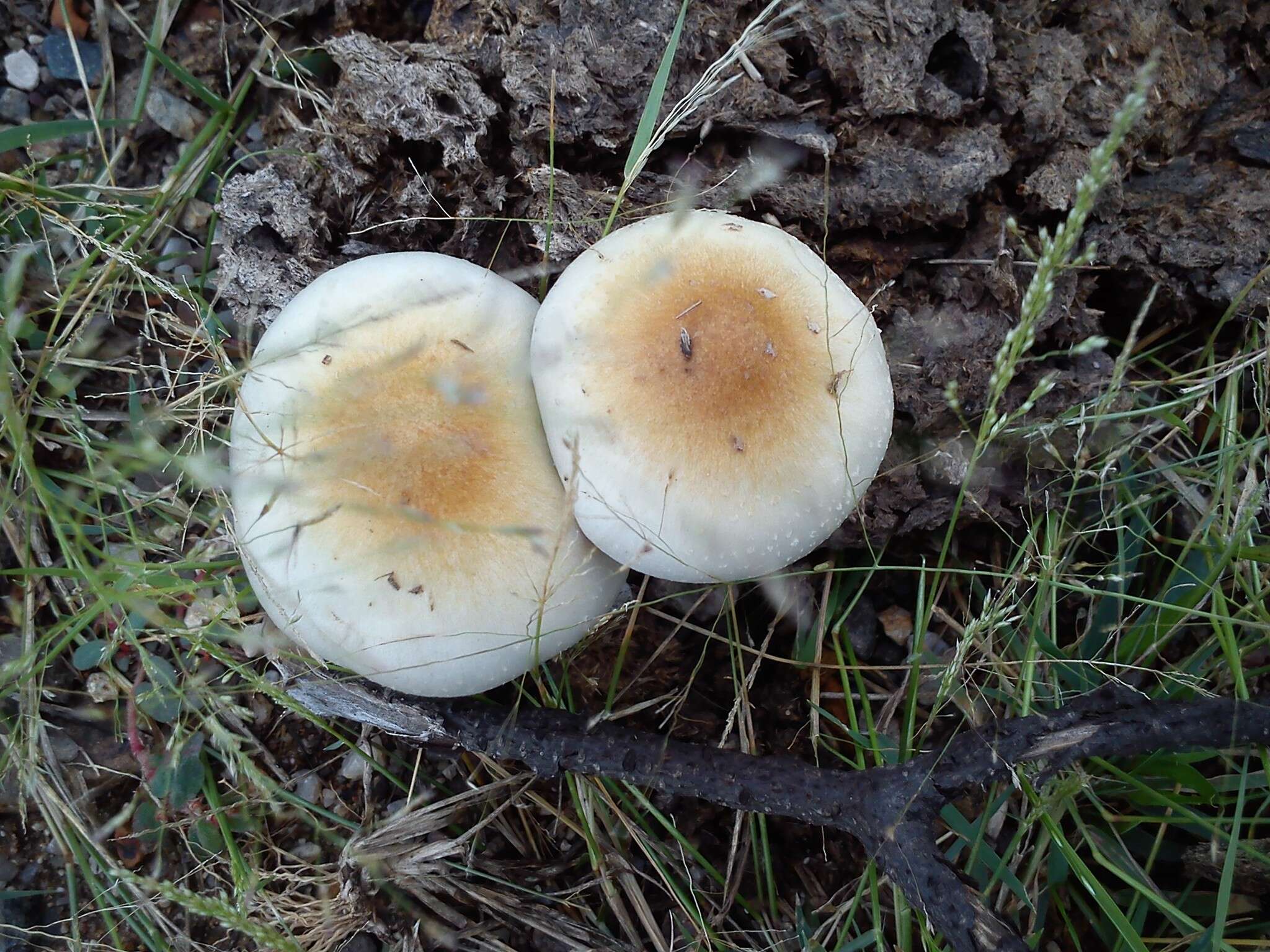 Image de Psilocybe cubensis (Earle) Singer 1948