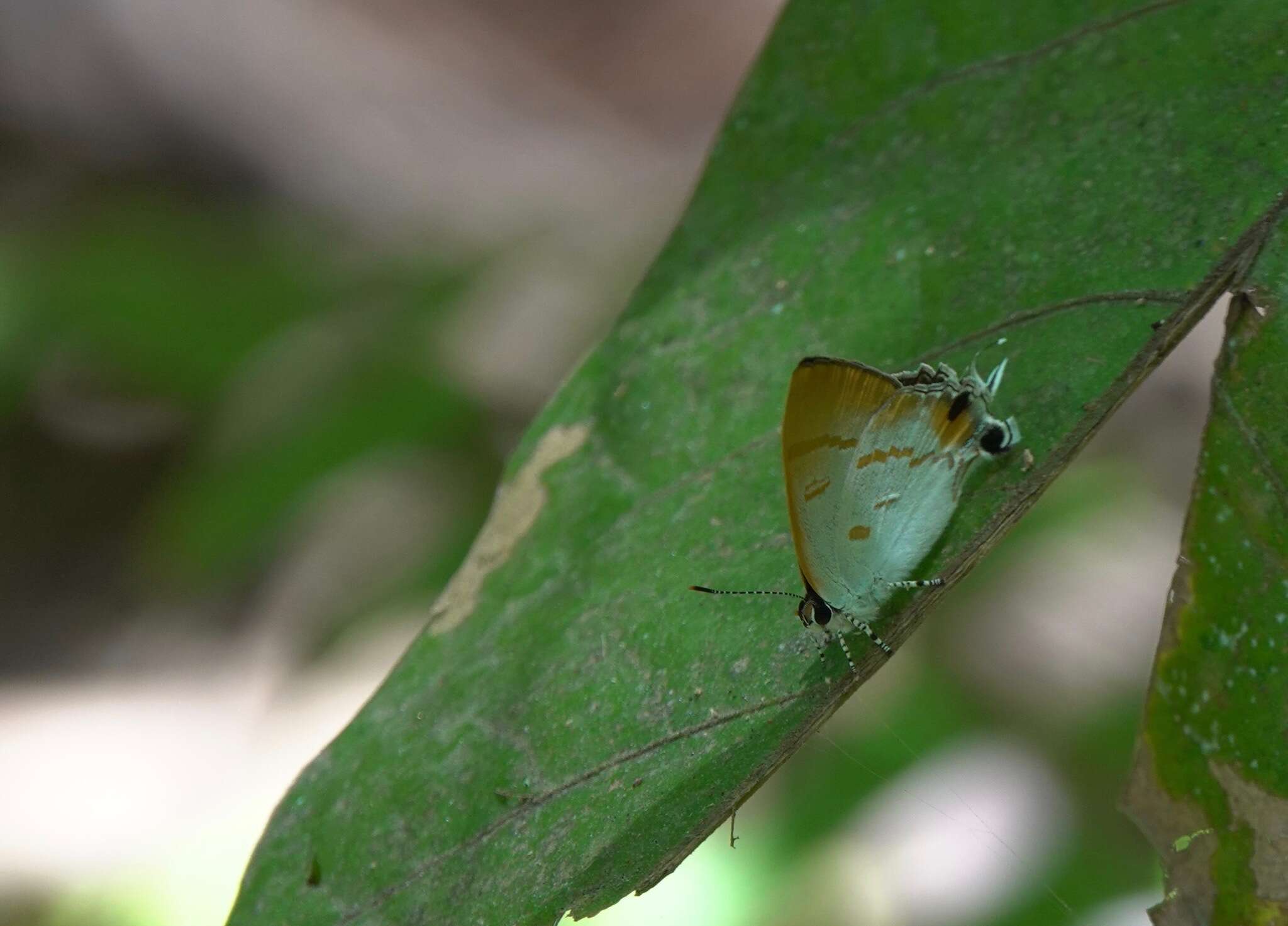 Слика од Hypolycaena thecloides (Felder 1860)