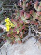 Image of Crassula brevifolia Harv.