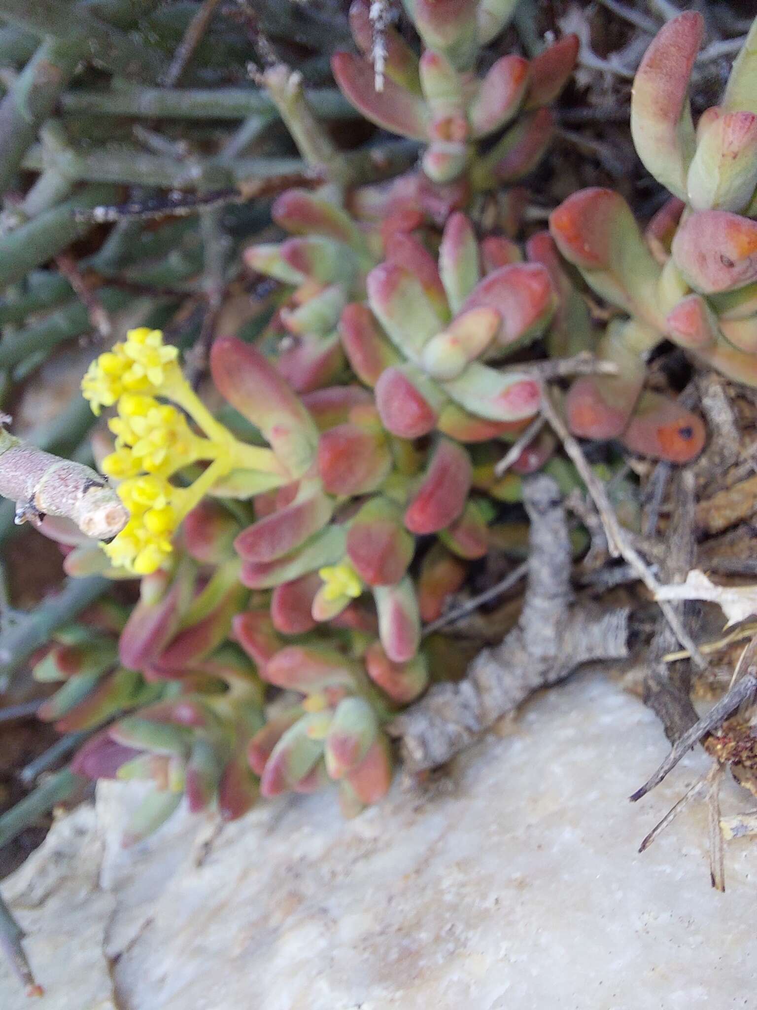 Image of Crassula brevifolia Harv.