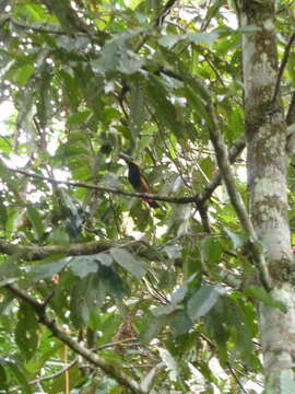 Image of Golden-collared Toucanet