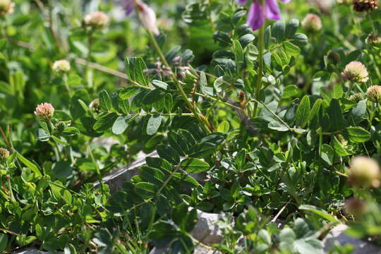 Image of Hedysarum caucasicum M. Bieb.