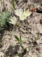 Image of Geissorhiza imbricata subsp. imbricata