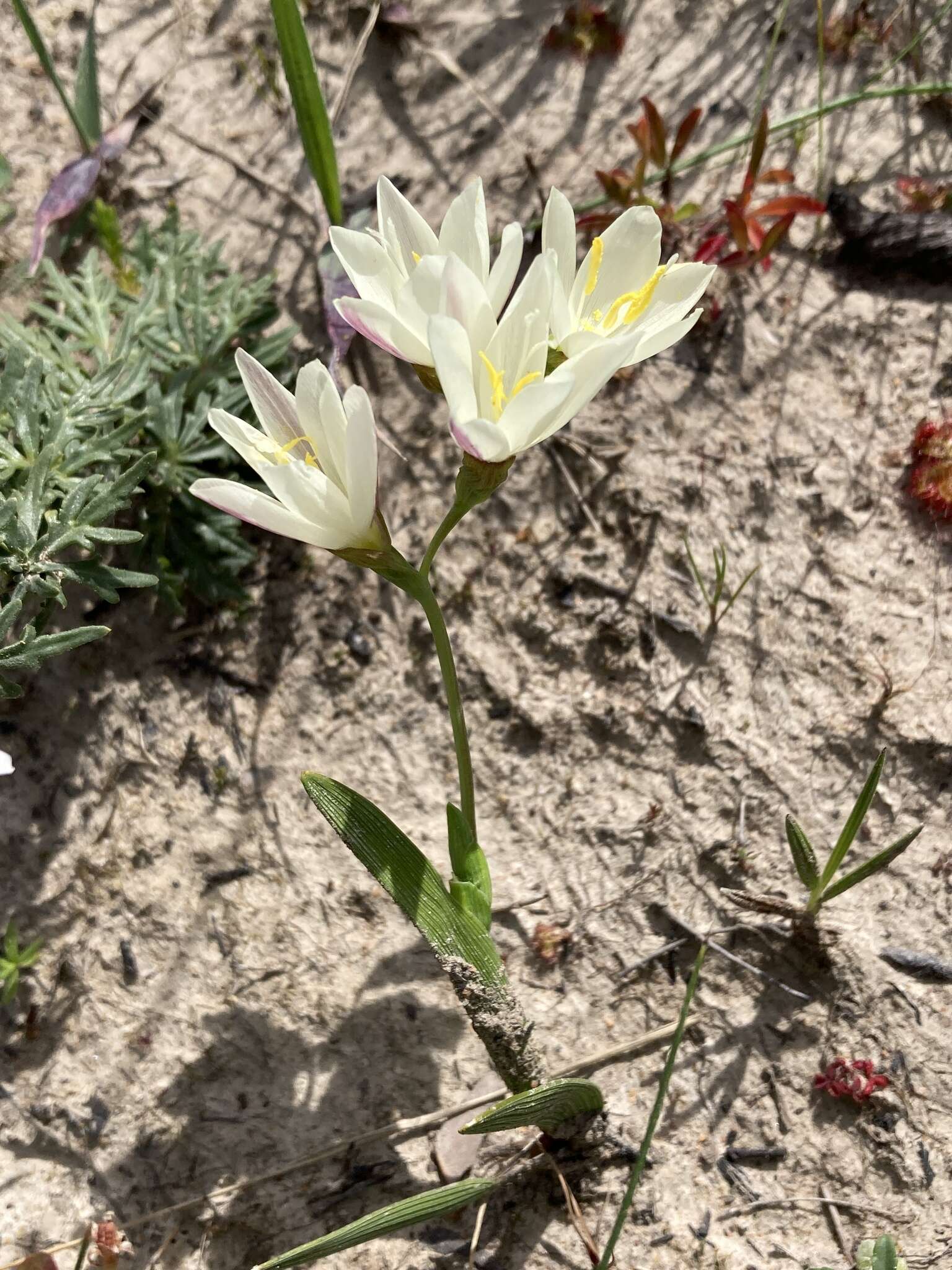 Image of Geissorhiza imbricata subsp. imbricata