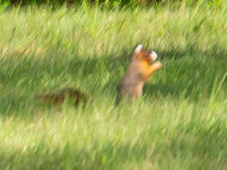 Image of Sciurus niger bachmani Lowery & Davis 1942