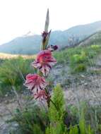 Image of Gladiolus guthriei F. Bolus