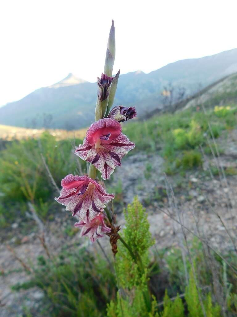 Image of Gladiolus guthriei F. Bolus