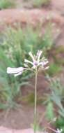 Image of Ceropegia rubella (E. Mey.) Bruyns