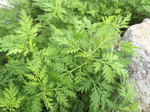 Image of sweet sagewort