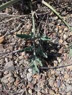 Image of bulbous springparsley