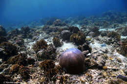 Image of Starflower coral