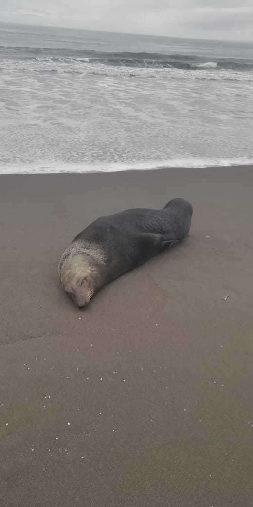 Image of Juan Fernández Fur Seal