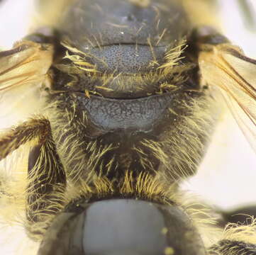 Image of Lasioglossum malachurum (Kirby 1802)