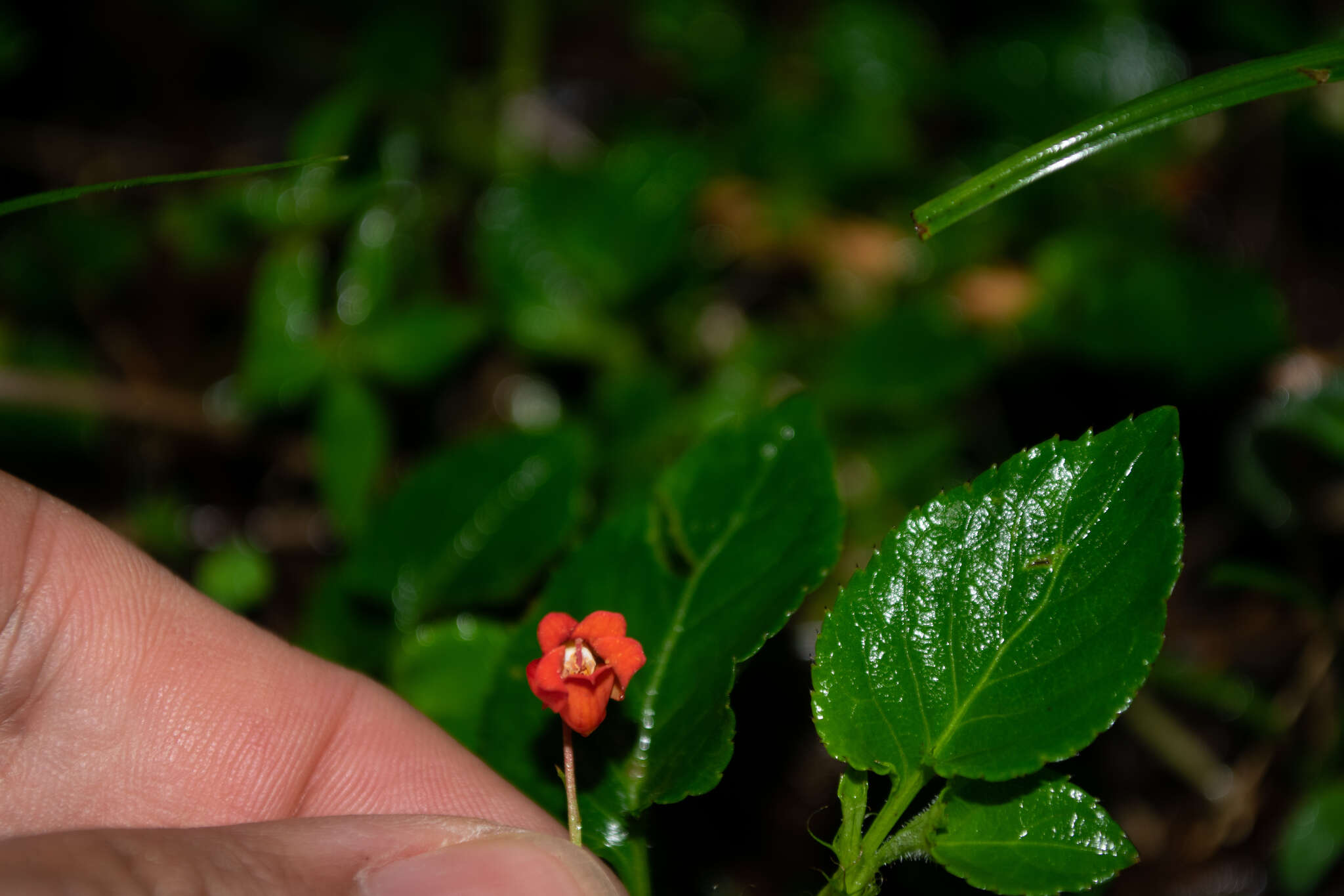 Image of Viola arguta Humb. & Bonpl. ex Roem. & Schult.