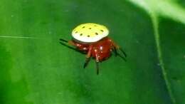 Image of Tortoise orb weaver