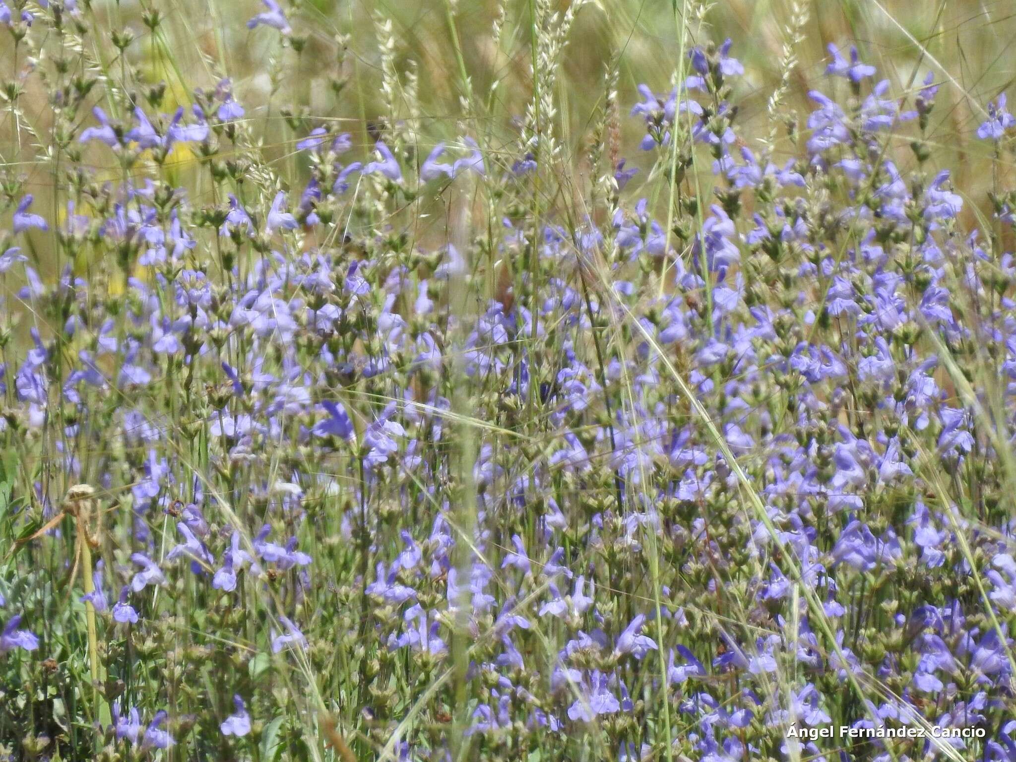 Image of Salvia officinalis subsp. lavandulifolia (Vahl) Gams