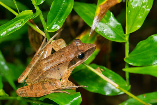 Image of Rana longicrus Stejneger 1898