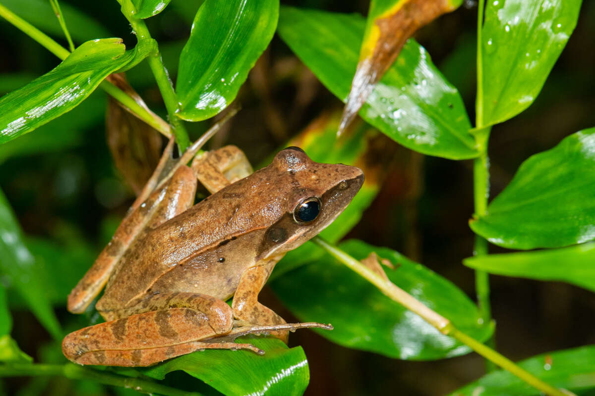 Image of Rana longicrus Stejneger 1898