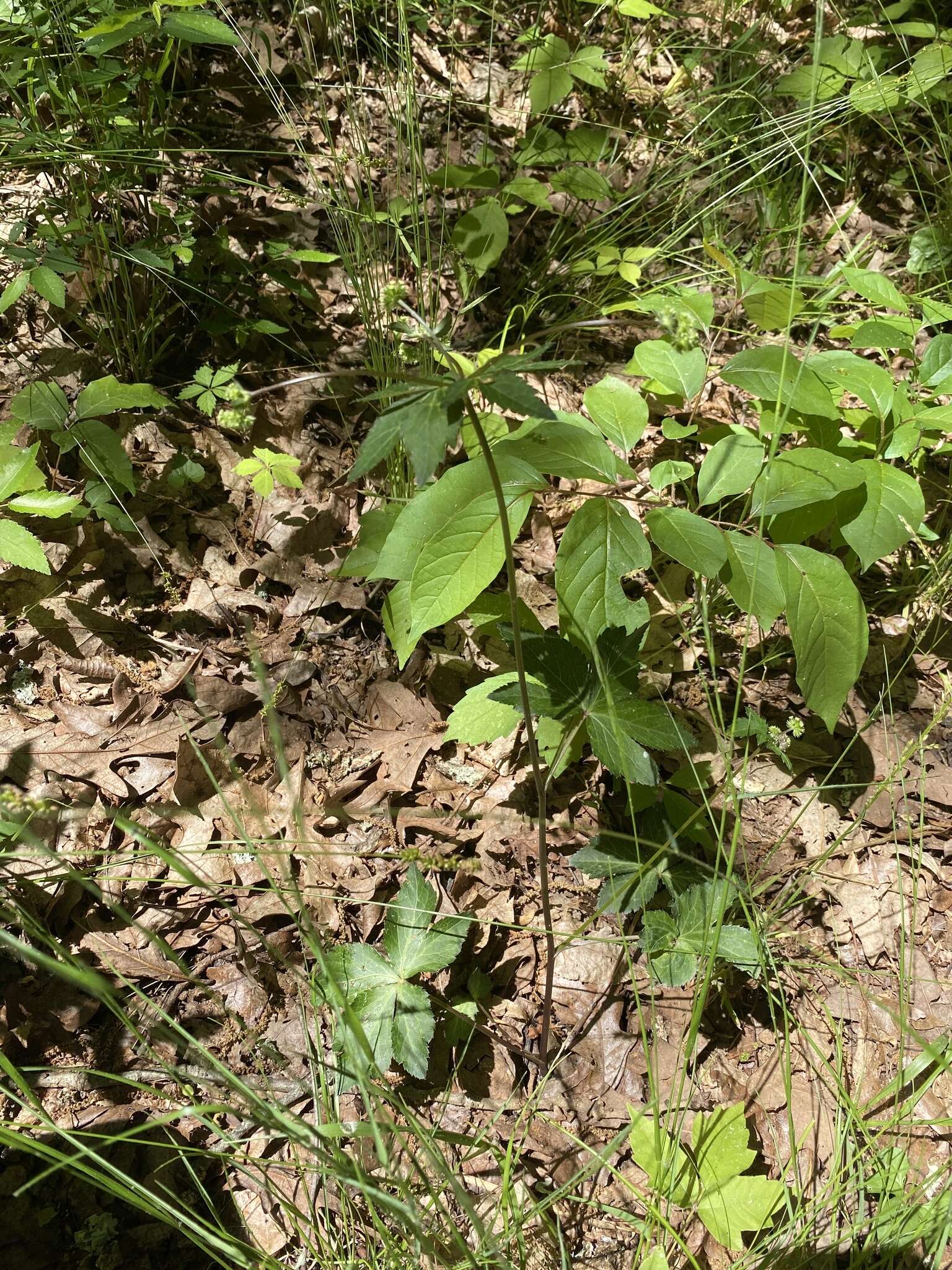 Image of Small's blacksnakeroot