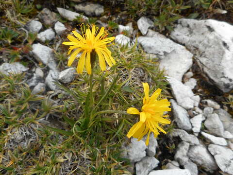 Image of Crepis jacquinii Tausch