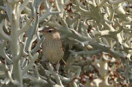 Image of Lantz's Brush-warbler