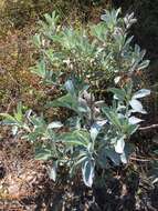 Image of Gulf Coast lupine