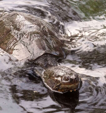 Image of South American snapping turtle