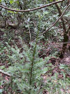 Image of Florida Yew