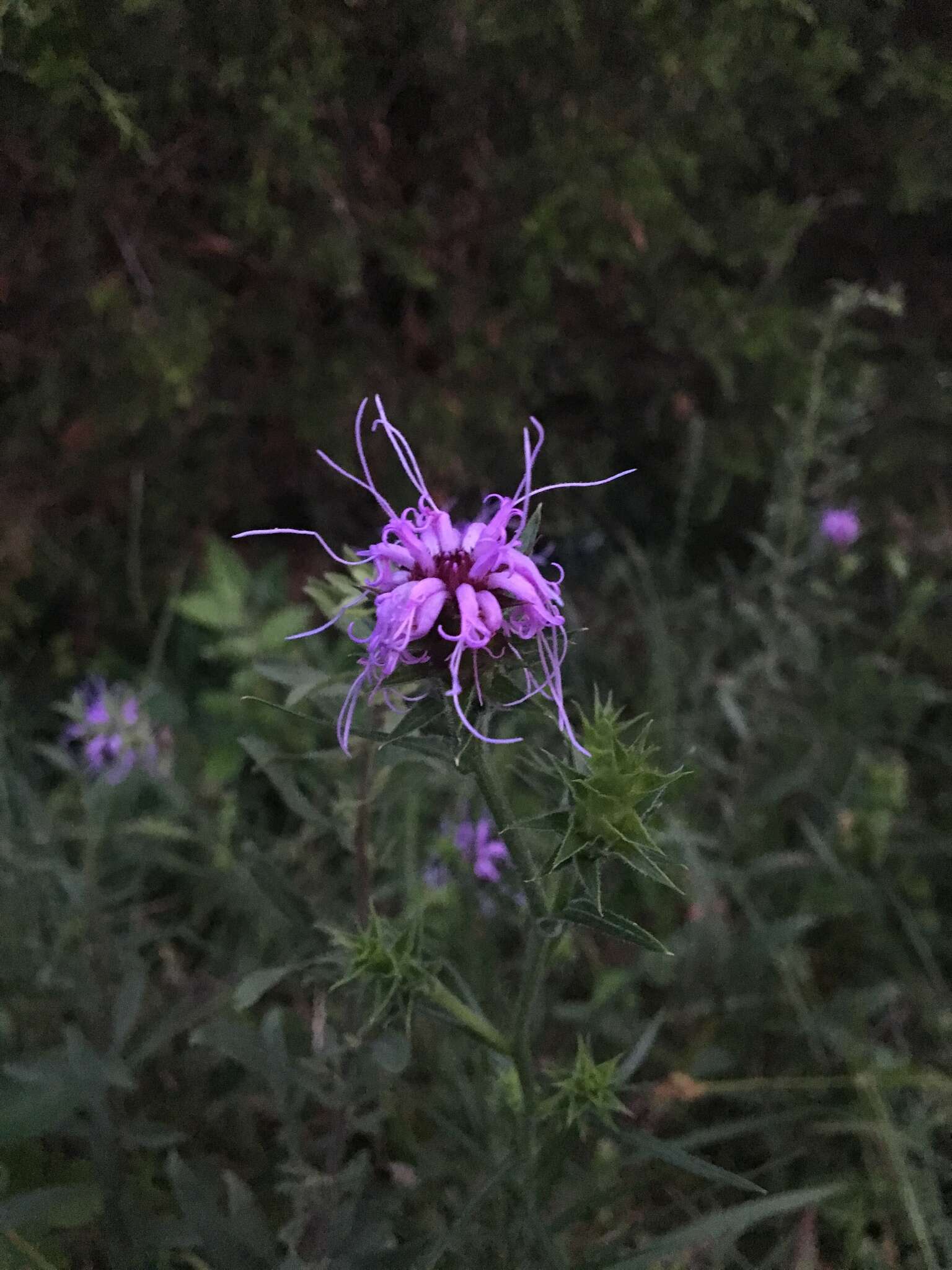 Слика од Liatris squarrosa (L.) Michx.