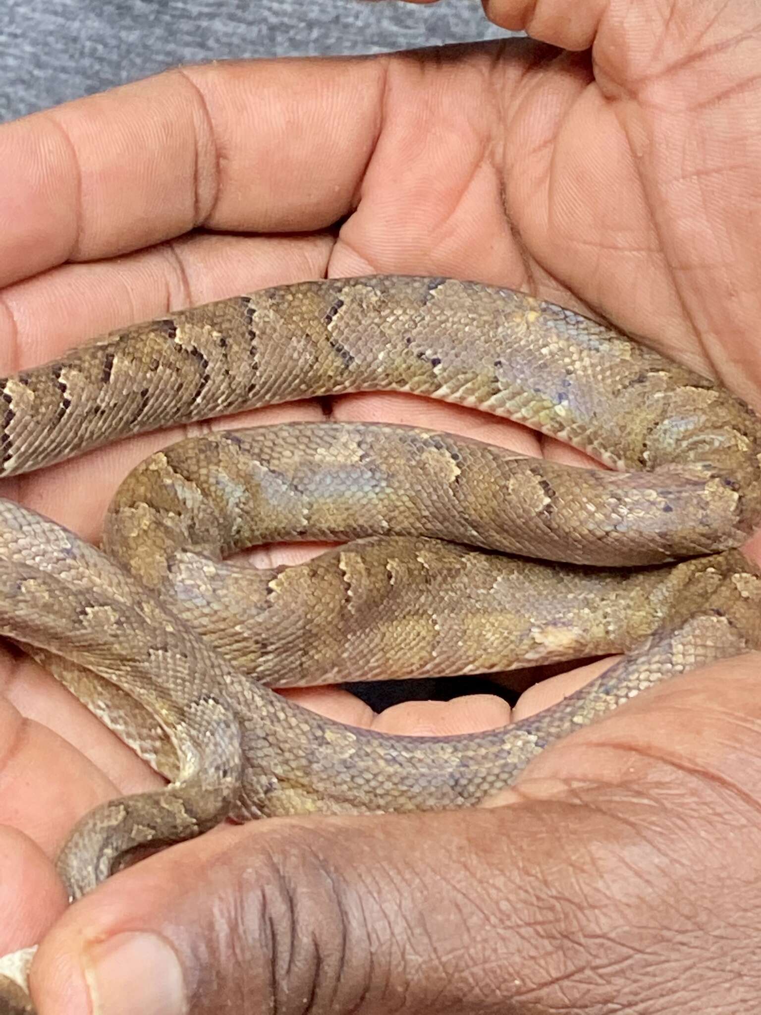 Image of Virgin Islands tree boa