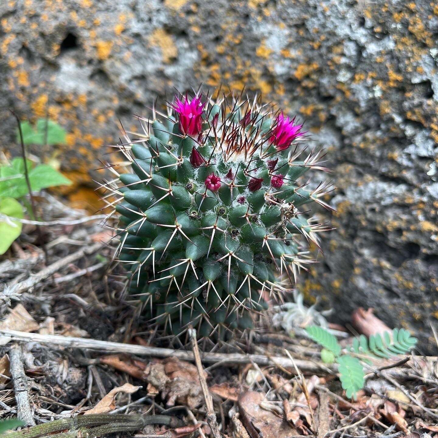 Imagem de Mammillaria polythele Mart.