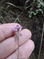 Plancia ëd Cynorkis anacamptoides Kraenzl.