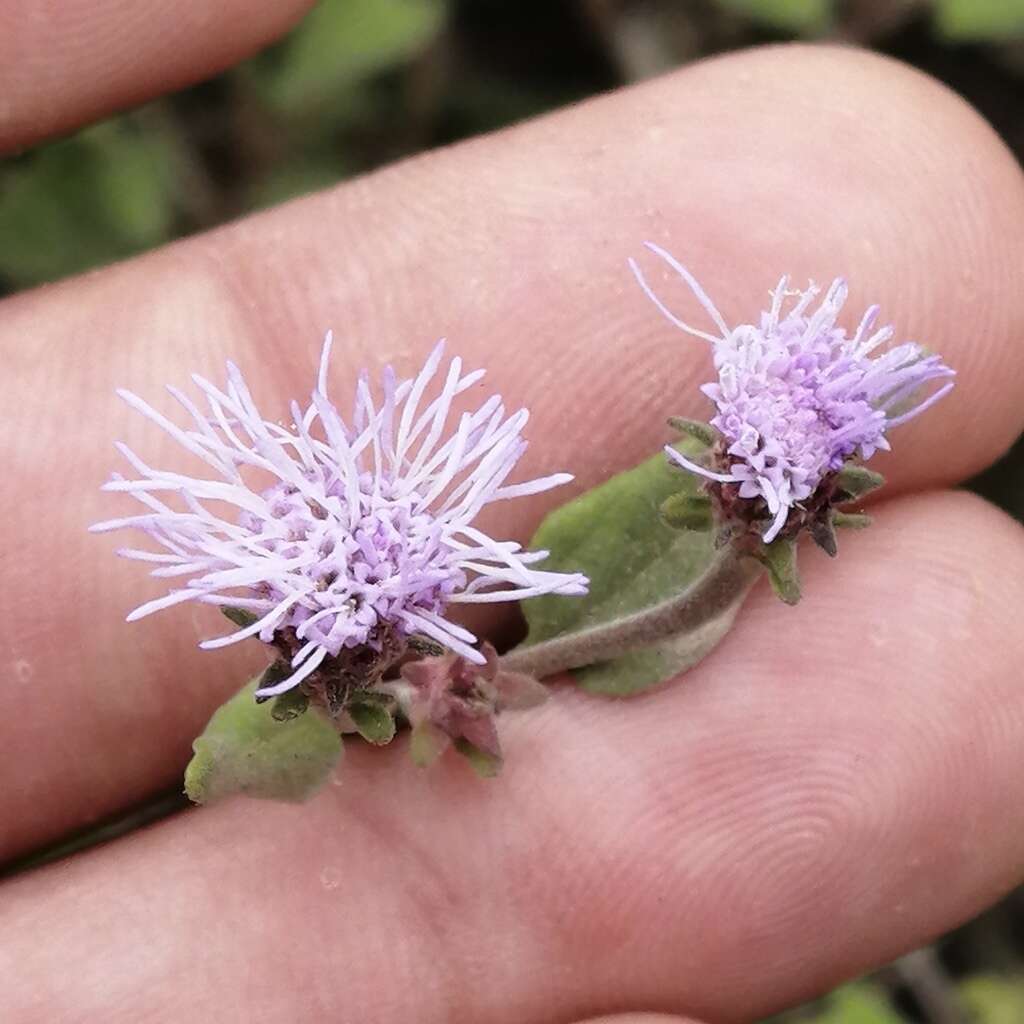 Image of Chromolaena sagittata (A. Gray) R. King & H. Rob.