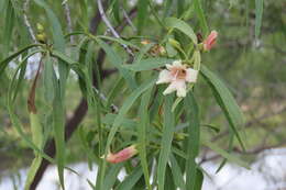 Imagem de Eremophila bignoniiflora (Benth.) F. Muell.