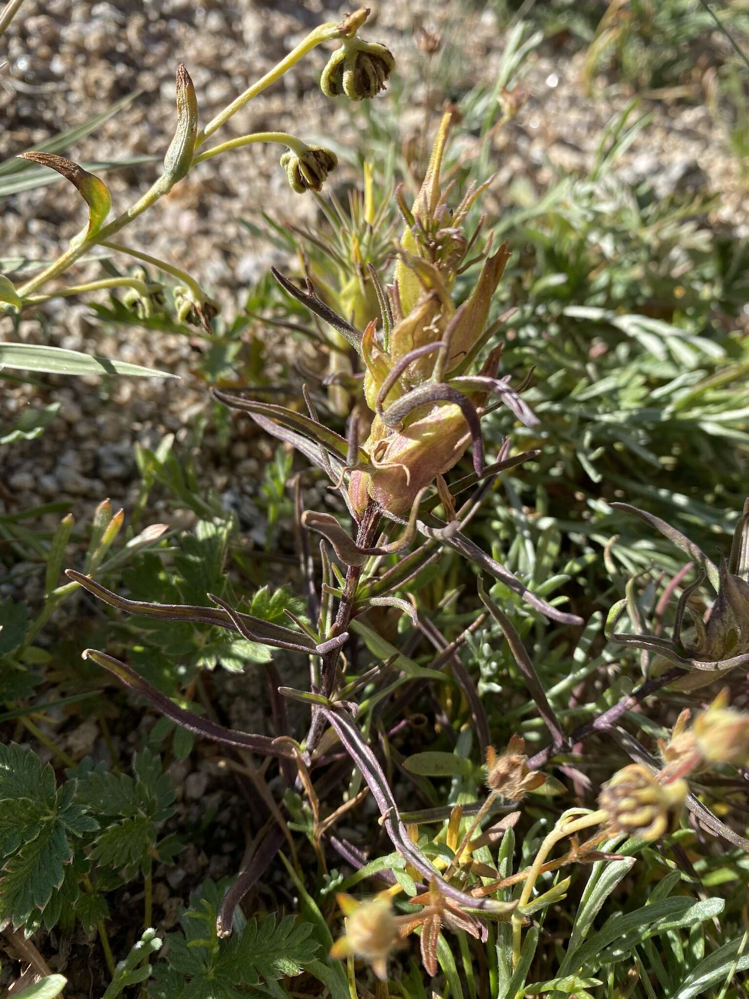 Image of shortflower Indian paintbrush