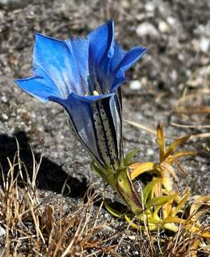 Imagem de Gentiana ornata (Wall. ex G. Don) Griseb.