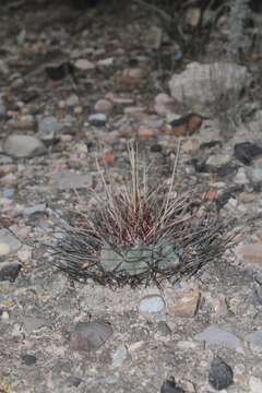 Image of Thelocactus hexaedrophorus subsp. lloydii (Britton & Rose) N. P. Taylor