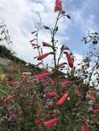 Image de Penstemon barbatus subsp. barbatus