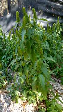 Image of Barleria oenotheroides Dum.-Cours.