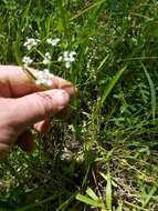 Image of Tansy Dogshade