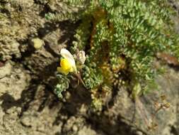 Imagem de Linaria polygalifolia subsp. aguillonensis (García Mart.) S. Castroviejo & E. Lago