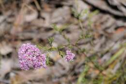 Image of Compacted Featherflower