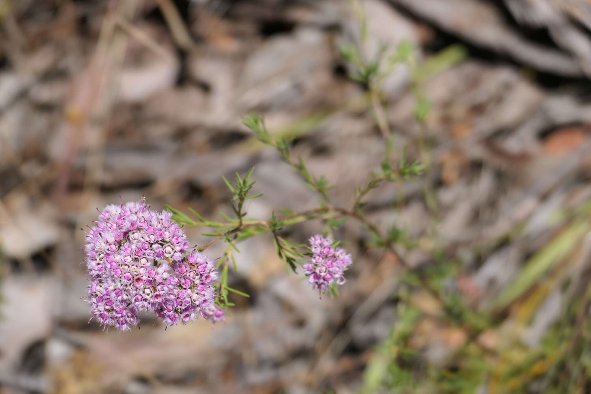 Verticordia densiflora Lindl. resmi