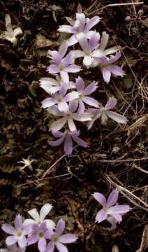 Image of Primula deuteronana Craib